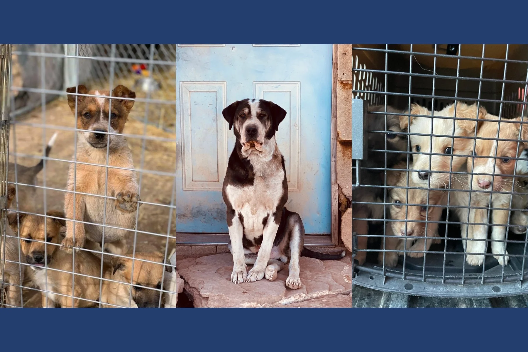 SOUL DOG — Sneffels